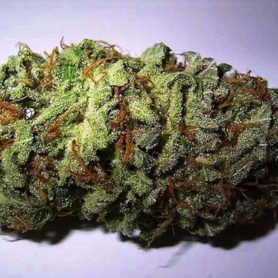 49510BCLN2007ST-3-bud