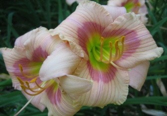 50991langleylangleyliz