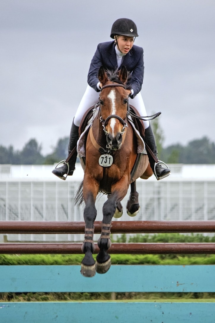 52449langleyHorsejumperonline