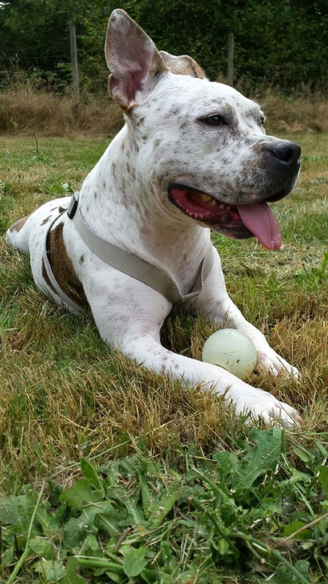 5515langleyPoppyrunoverdog