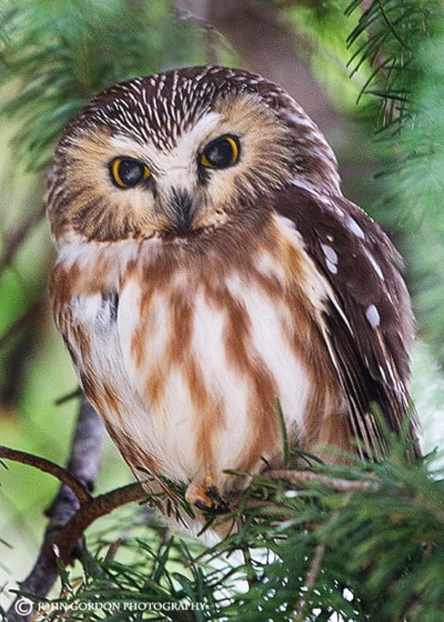 Northern saw-whet owl