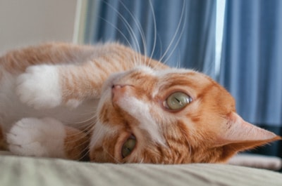 58268langleycat-generic