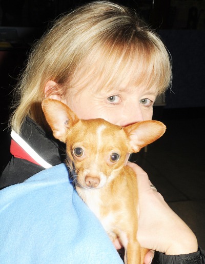 Purse puppies best sale