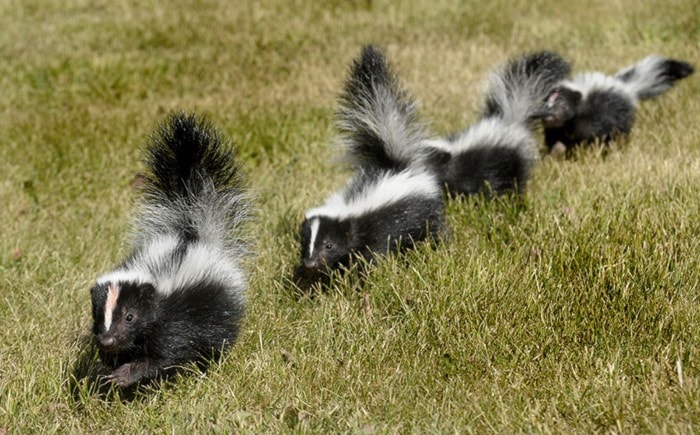 John Glordon 2009-07-05
Four skunks at Critter Care.