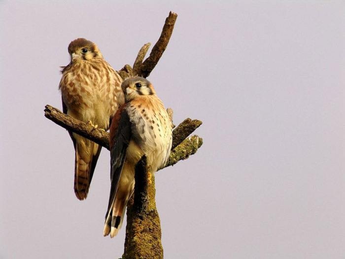 60698langleyKestrel_photo_2