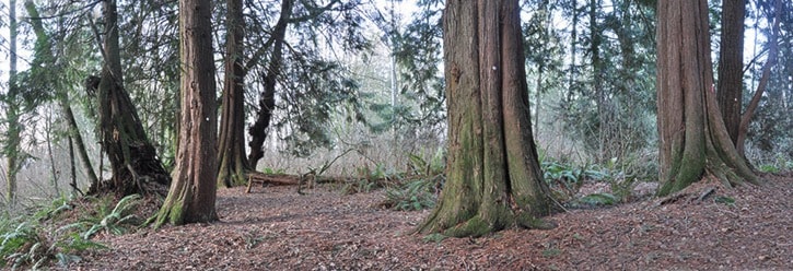 60741aldergroveForestInTheTreesWEB