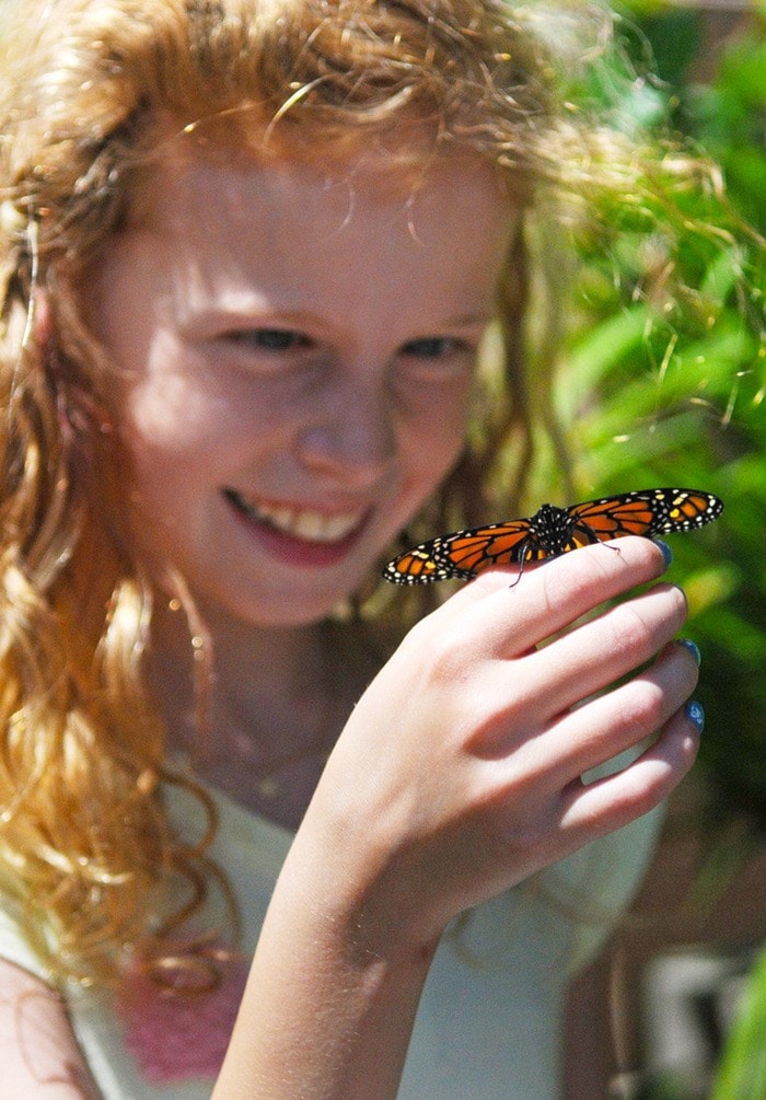 62518langleybutterflyrelease2