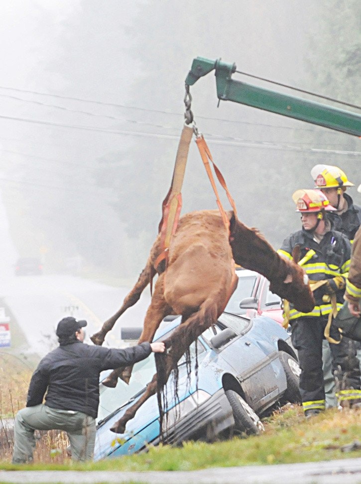 62567langleyhorserescued