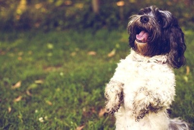 65421langleyMowgliadoptdog