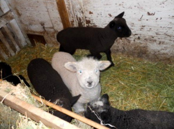 66148langleylambs_web
