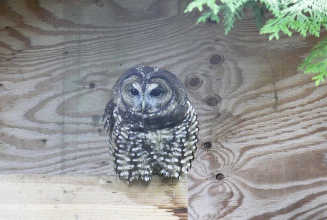 66702langley1017SpottedOwlcentreowl