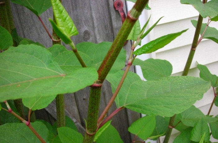 66918surreyKnotweed-7web