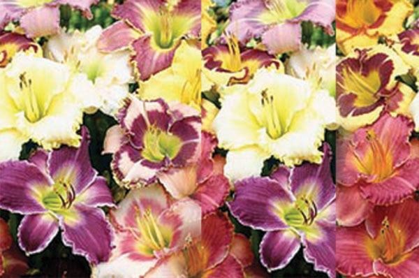 67456langleylillies-web1