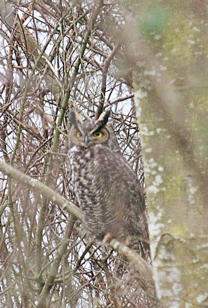 68222langleybirdcount