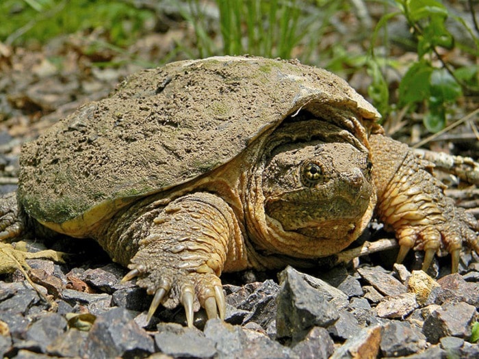 70520langley800px-Common_Snapping_Turtle_Close_Up