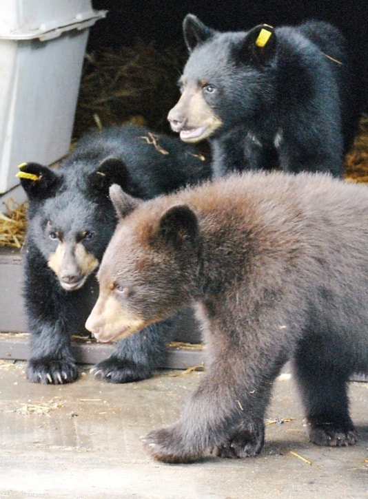 73925langleyOrphanedcubs