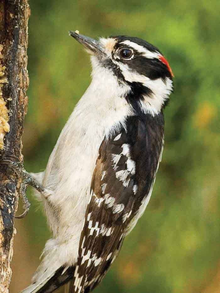 74575langleywild-bird