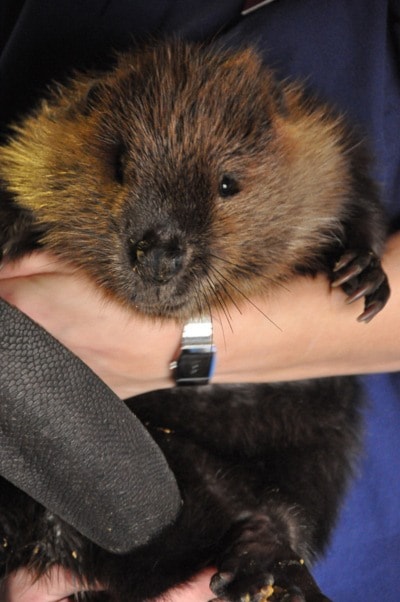 7553langleyEdgewaterBeaver