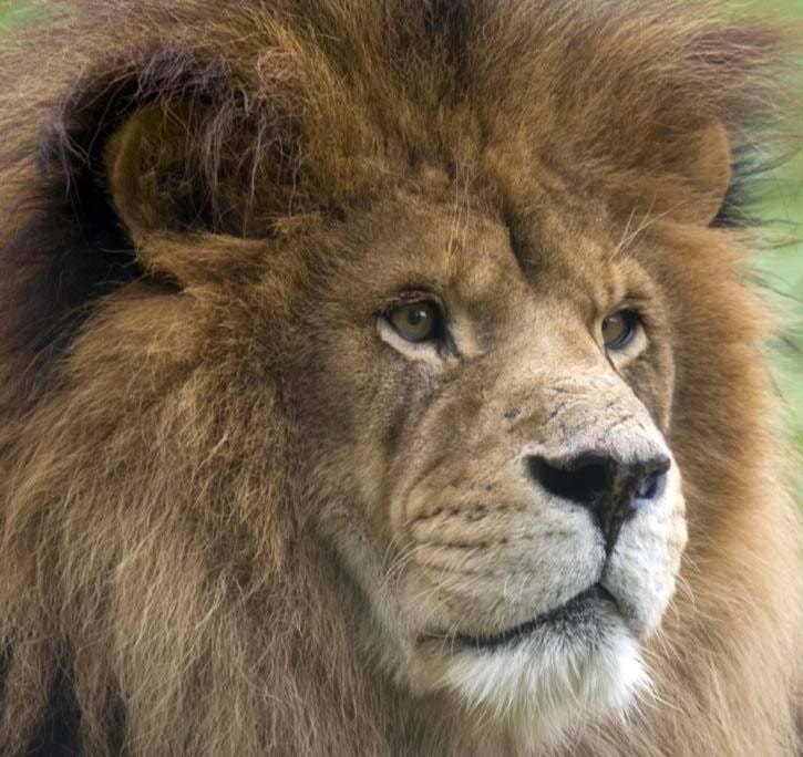 7572aldergroveNagyLionWEB