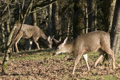 76127langleyBlacktaileddeer264th-64thSt_1