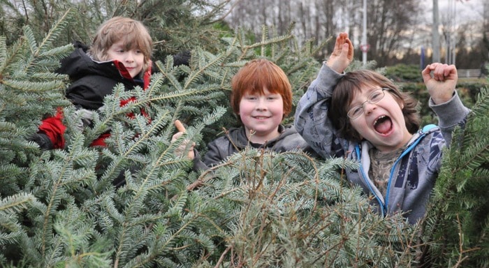 76979langleyscoutstreechipping