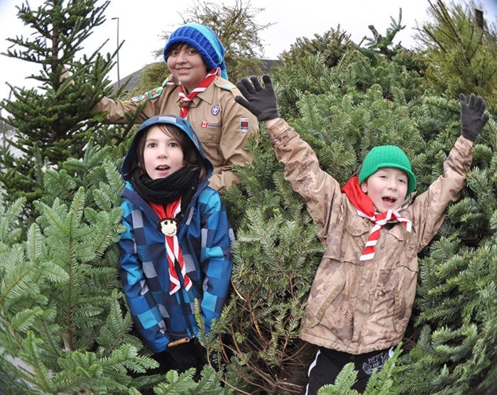 77760langleyTreechipping