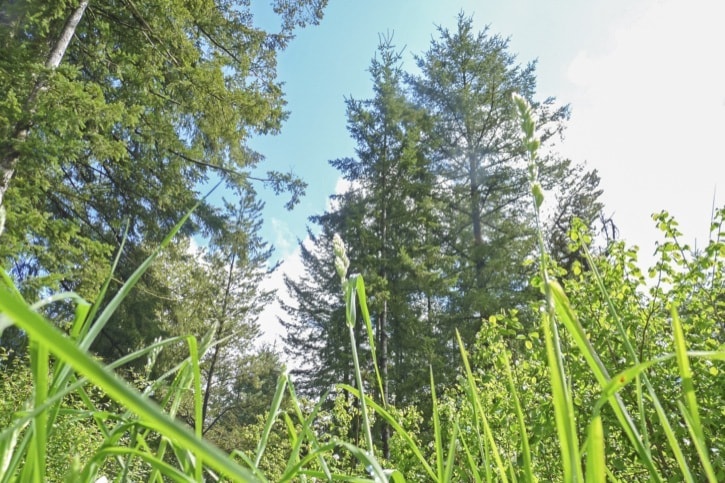 78516langleyBrooskwoodtreesMay5