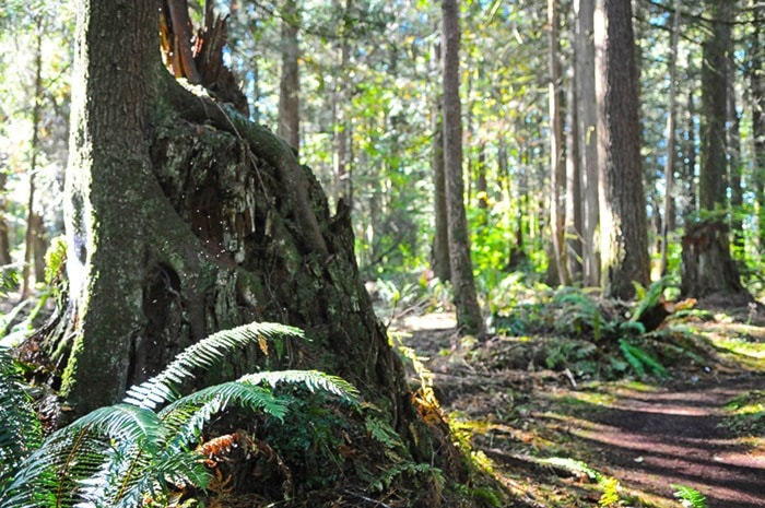 Miranda GATHERCOLE 2015-10-03 Blaauw Eco Forest