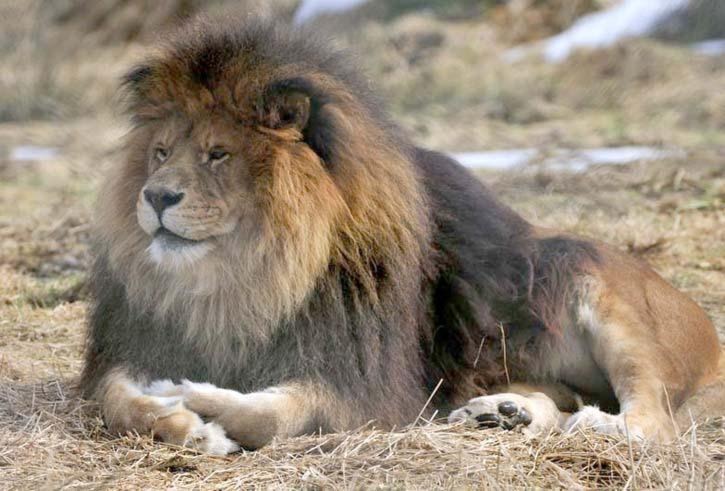 79395aldergroveNagyLionWEB2