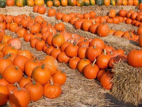 79779aldergrovePumpkinsWEB