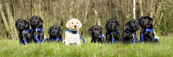 8010langleyPADSTownship7pups
