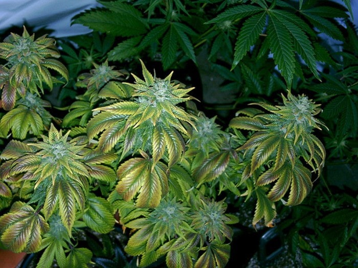 80687langleyweedwiki