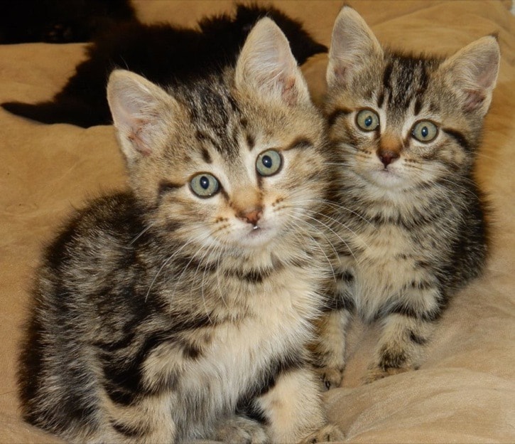 81409langleyDumpsterkittens