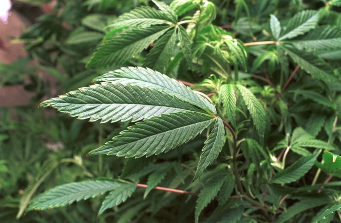 81987surreymarijuanaplants-tight-7web
