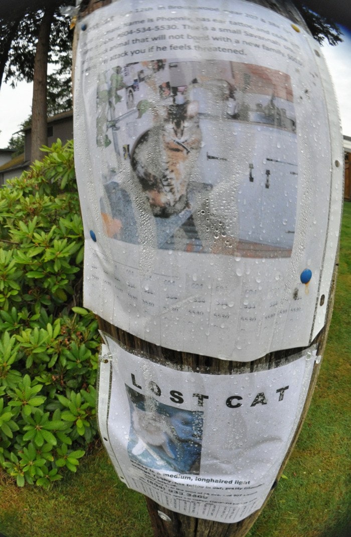 82502langleyLostcatposter