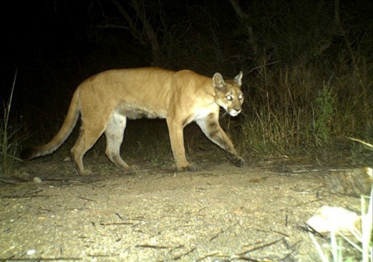 85533langleyPuma_concolor_camera_trap_Arizona_1