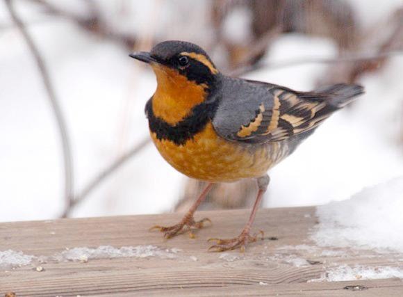 David Clements special to the Times
A Varied Thrush, perched on Clements' deck.