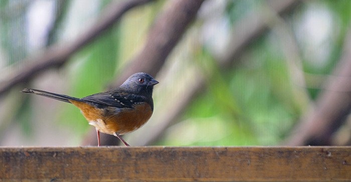 8818langleyBird