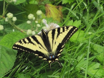 88513langleyWesternTigerSwllowtailAlGrass