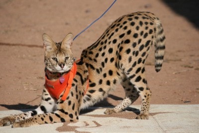 89048langleyafricancatmissing