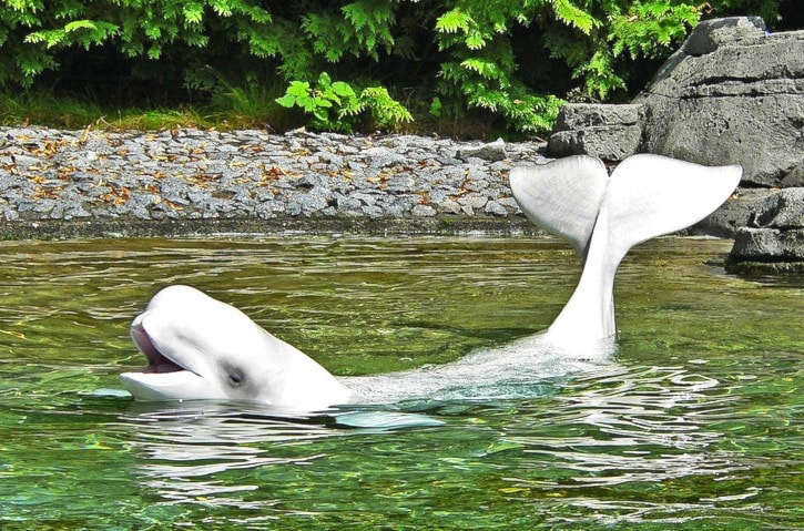 92726BCLN2007BelugaWhale