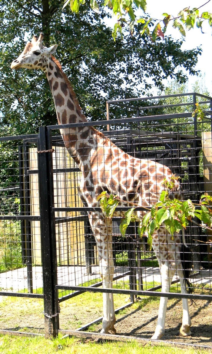 95416langleygiraffeatzoo