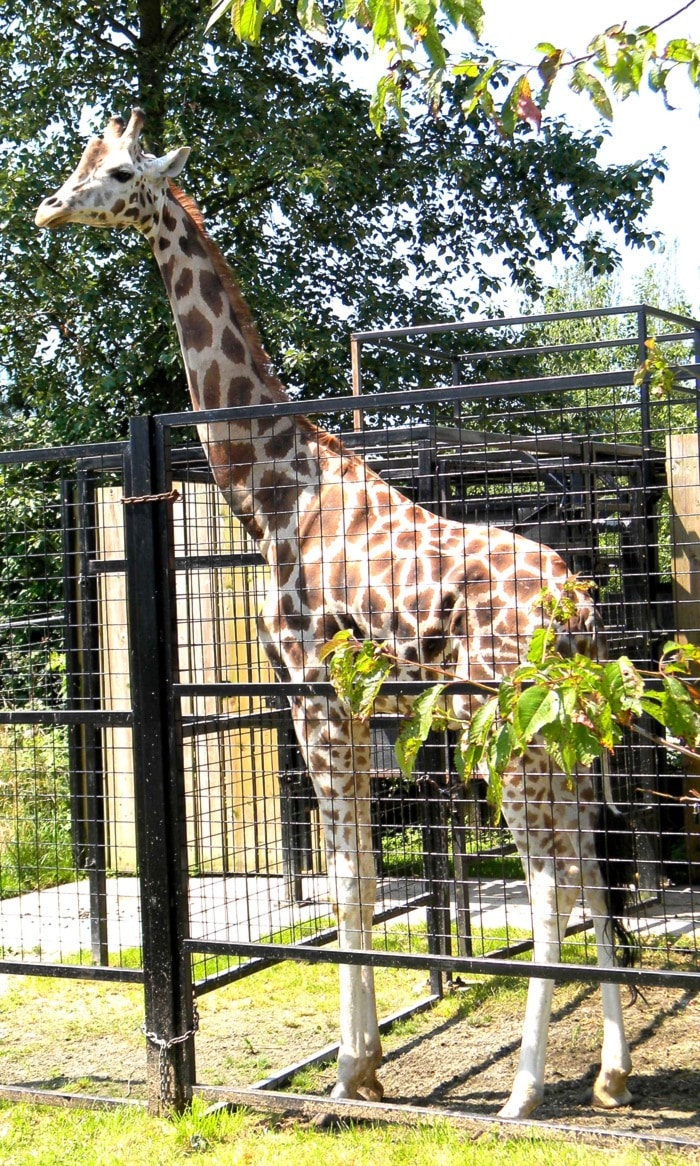 95416langleygiraffeatzoo