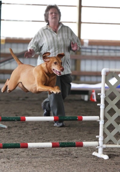 96670langleyjumpingdog