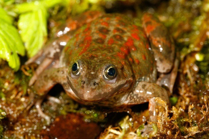 99726aldergrovezoofrog