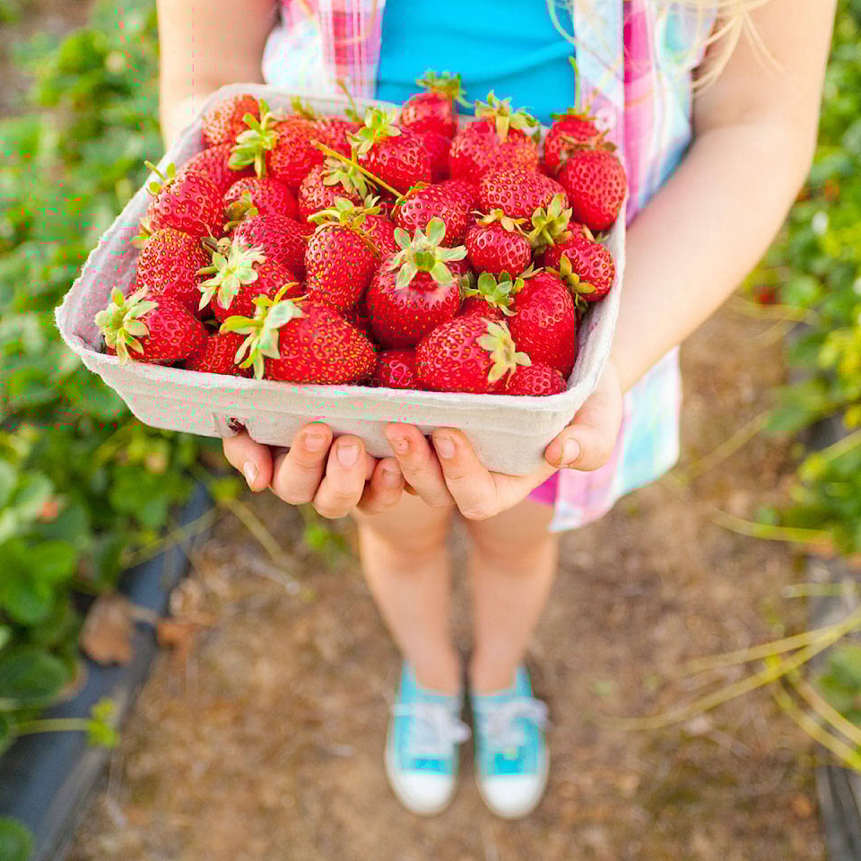 web1_0427_berry-picking1