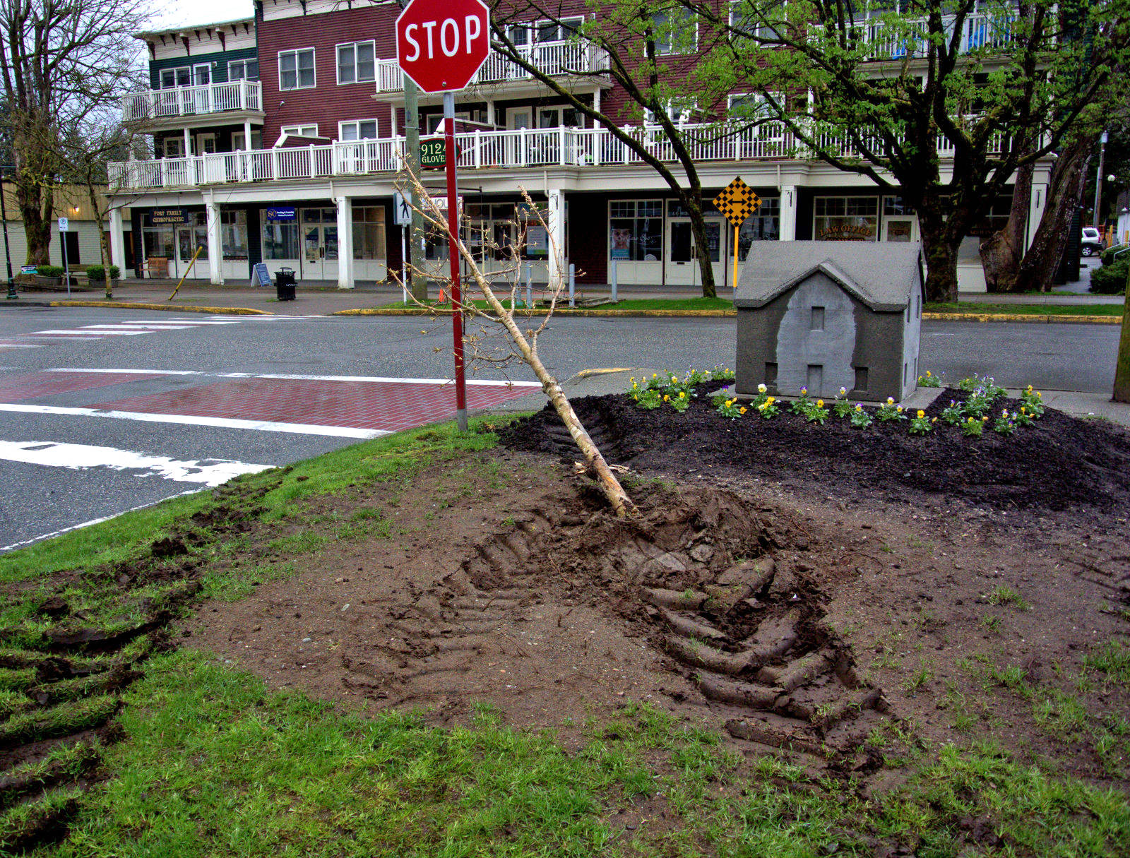 web1_Maple-Take-Down