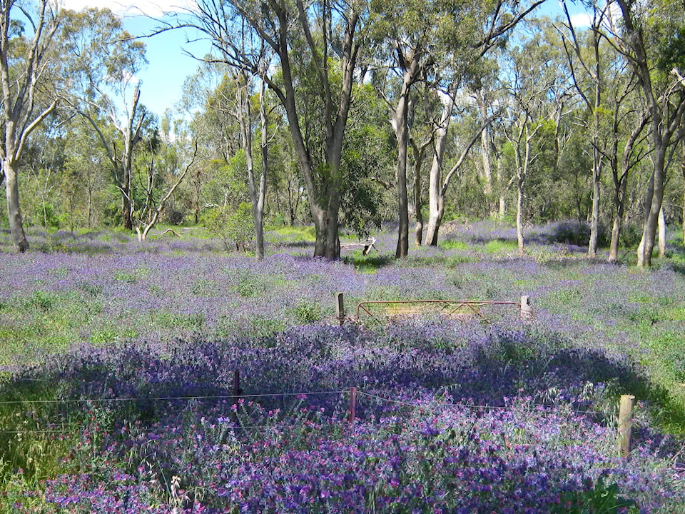 web1_Paterson-s-Curse-Australia
