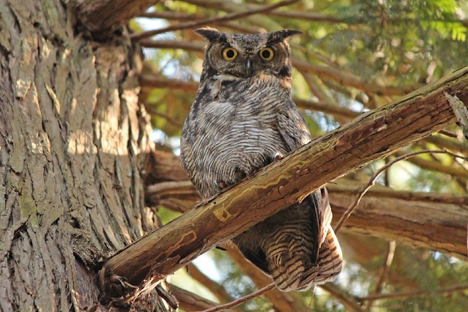 web1_170517-LAT-M-170519-ReaderPicOwl