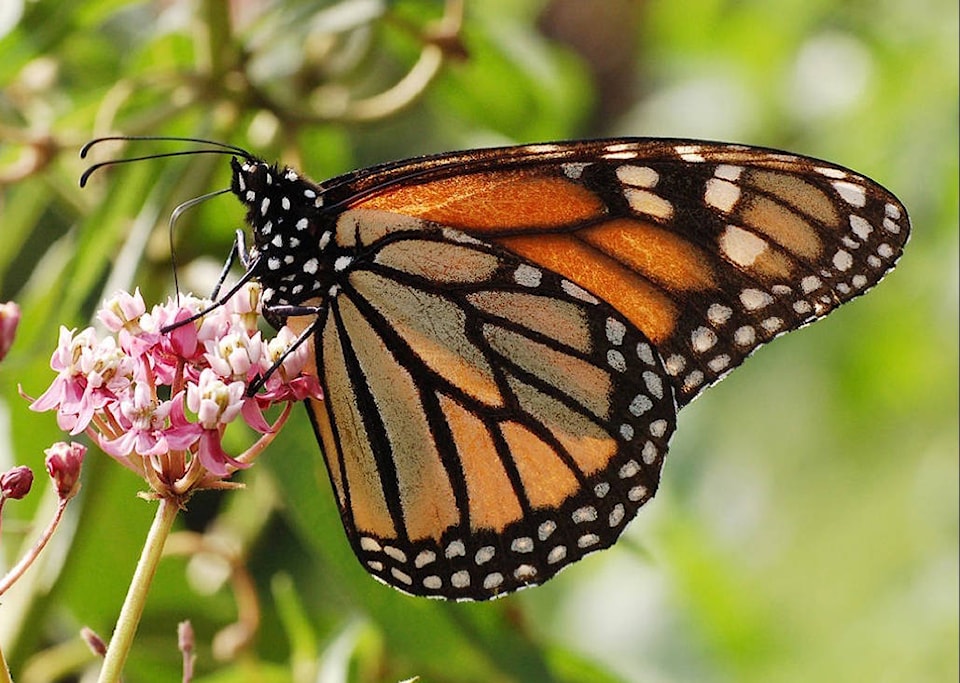 web1_170523-LAT-M-Monarch_Feeding